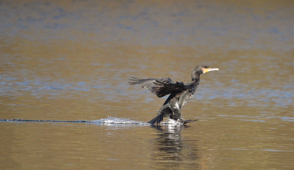 Cormorant landing aadunne44 Flickr