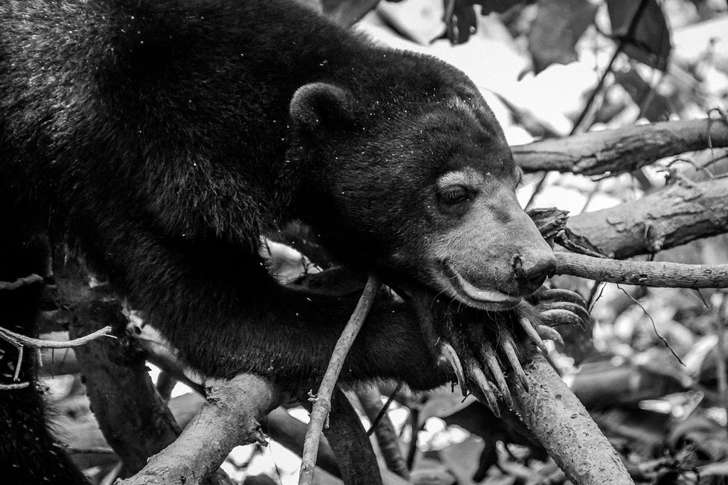 Nearly Exhausted A sun bear recuperates from a lifetime of… Flickr
