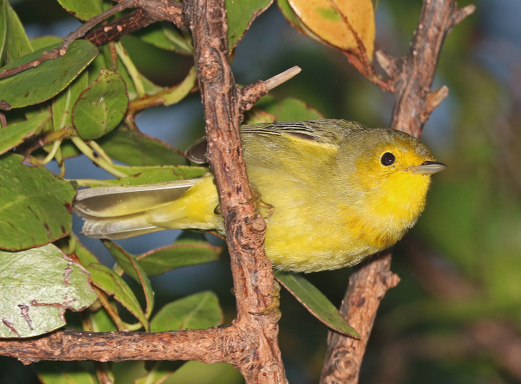 829 GOLDEN YELLOW WARBLER (262016) miamidade co, flor… Flickr