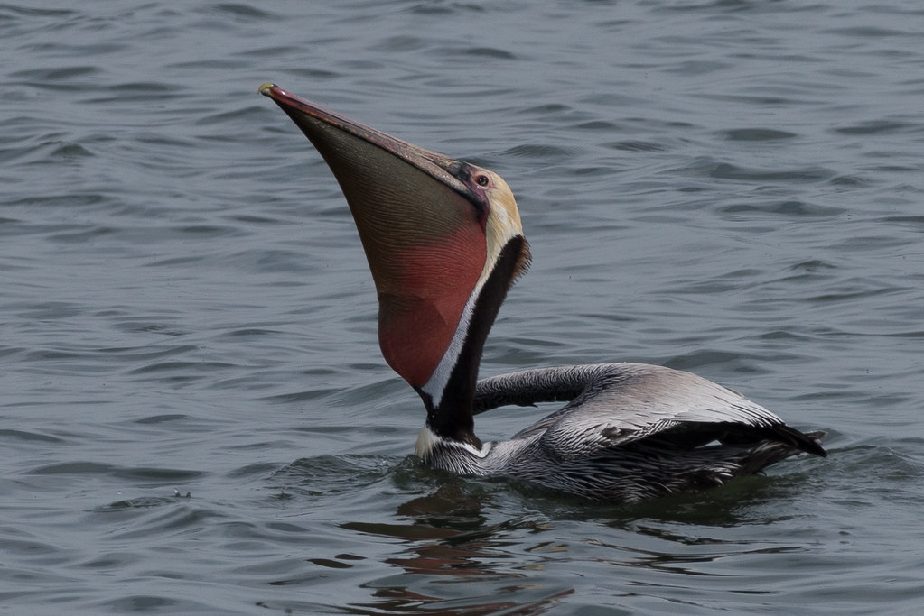 Brown Pelican San Pablo Bay Landfill Loop Trail Richmond, … Becky