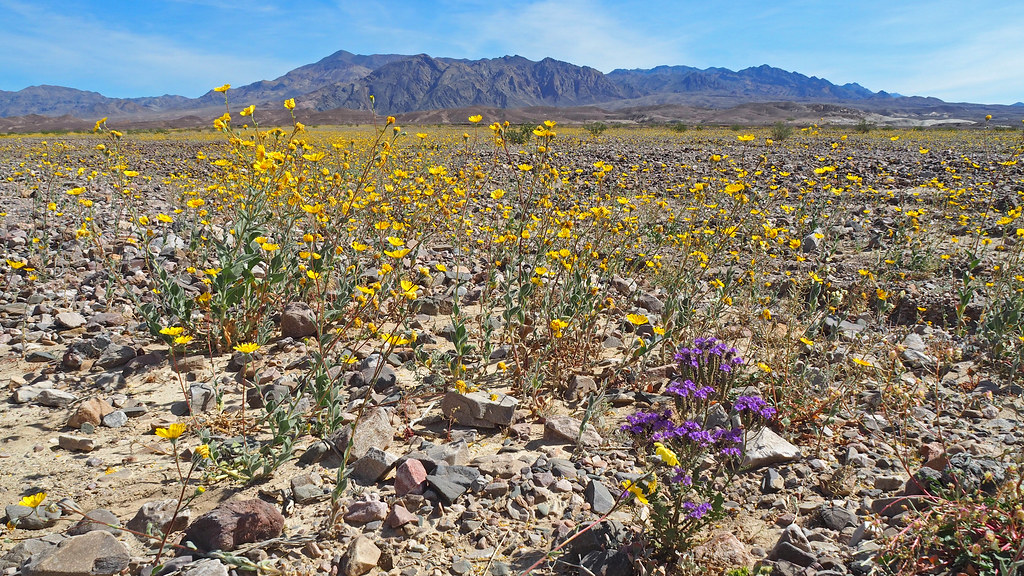 Death Valley in bloom, 2MAR16 Andrew Aldrich Flickr