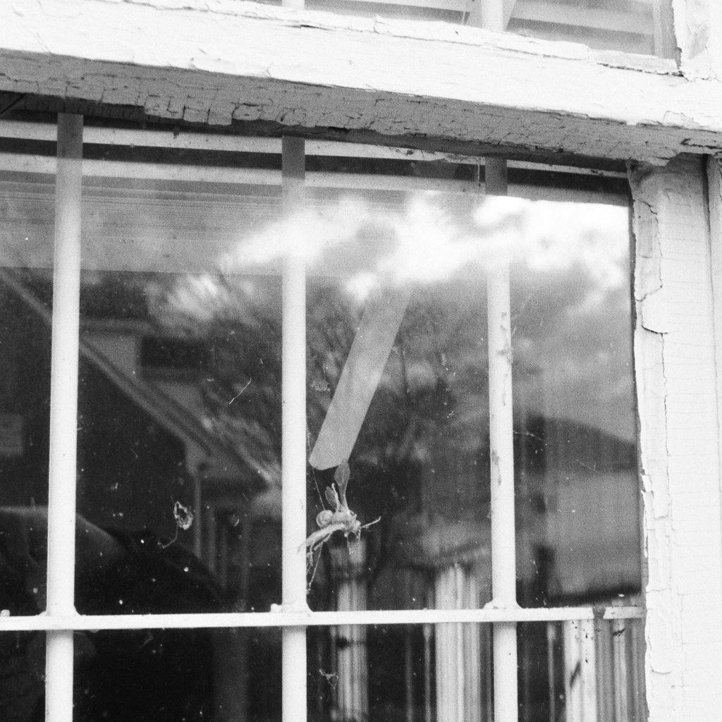 Last Stop PeacockSalem Laundry Salem, VA A wasp that got … Flickr