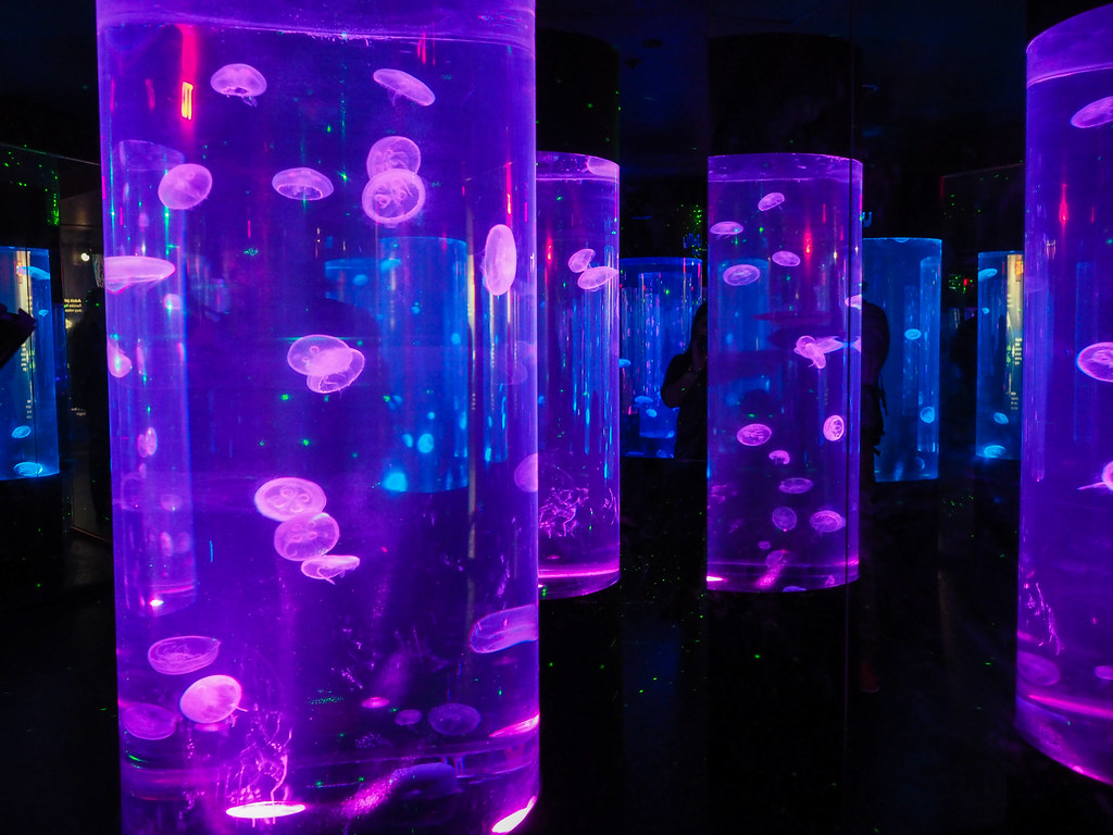 SEA LIFE Minnesota Aquarium at the Mall of America Flickr