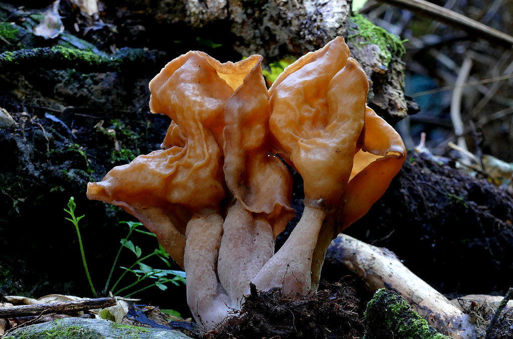 Gyromitra tasmanica False morel. Common name False morel … Flickr