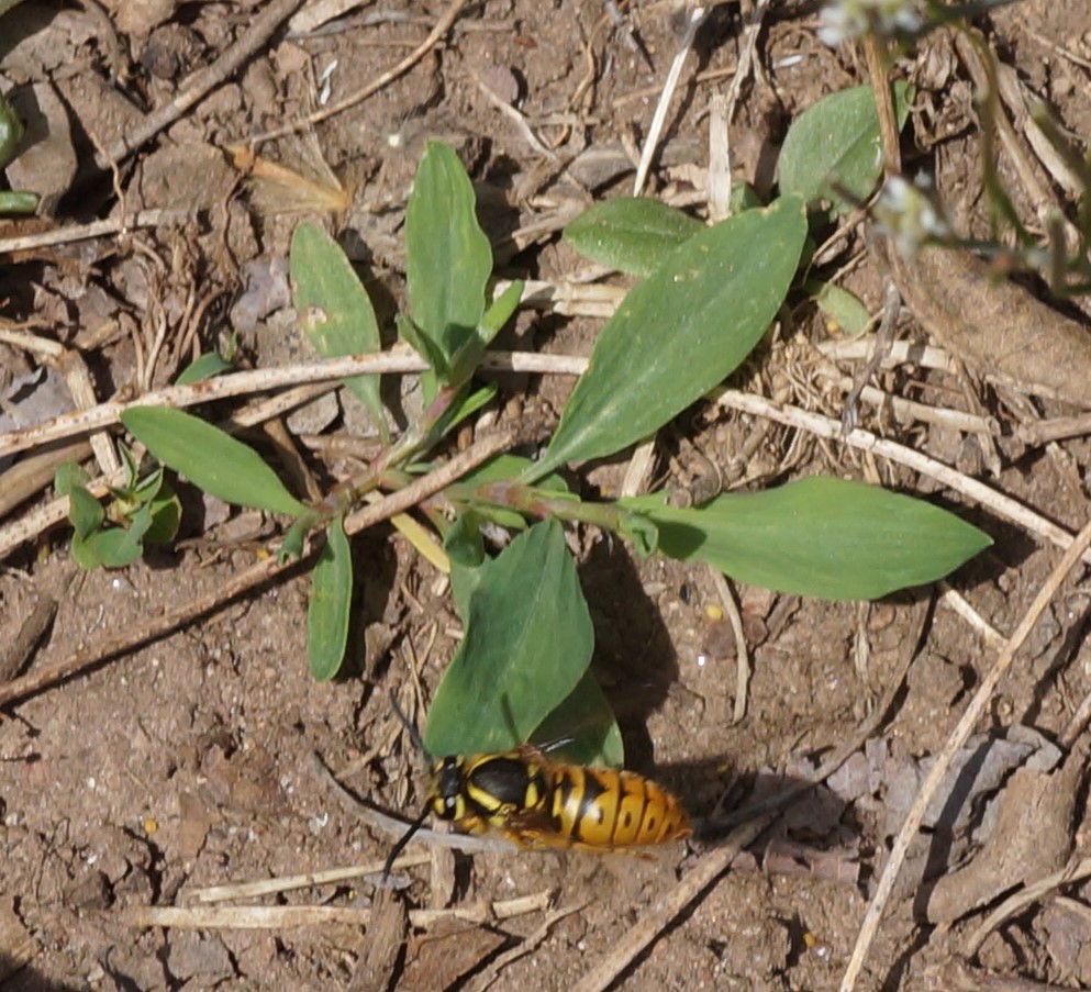 german yellow jacket queen Sara Rall Flickr