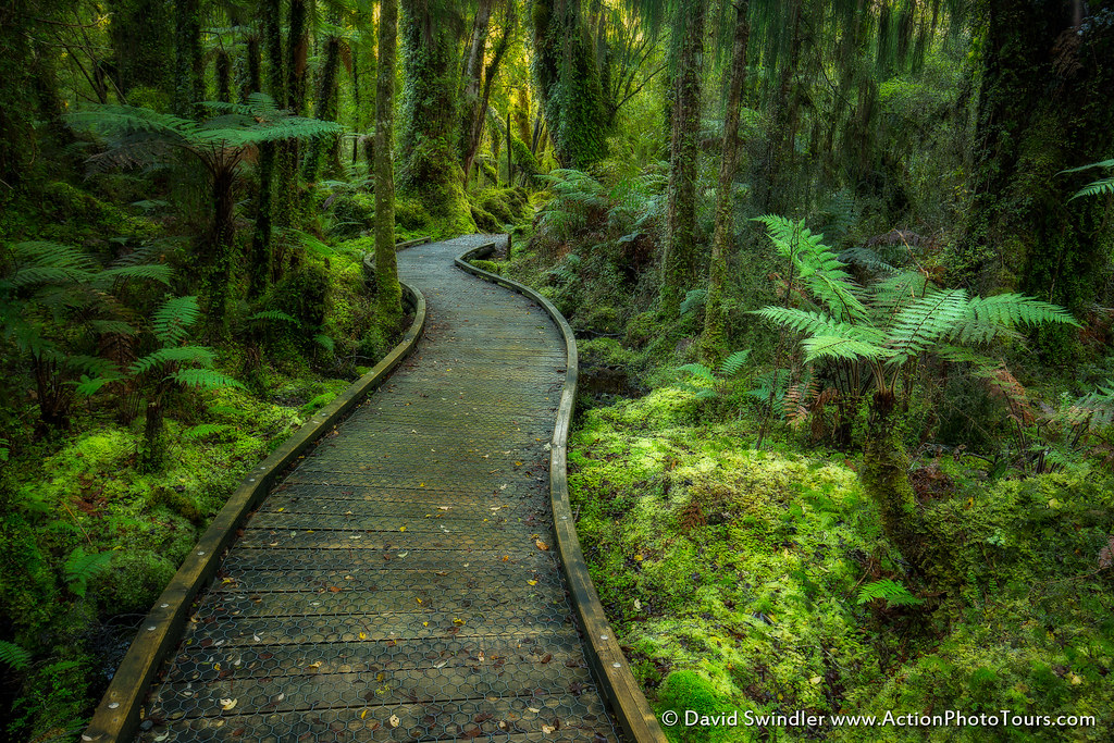New Zealand Forest While in New Zealand, we hiked through … Flickr