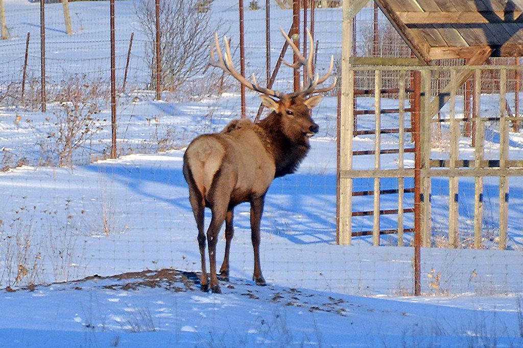 Elk Viewing Sleigh Ride Thunder Bay Resort, Hillman MI Flickr