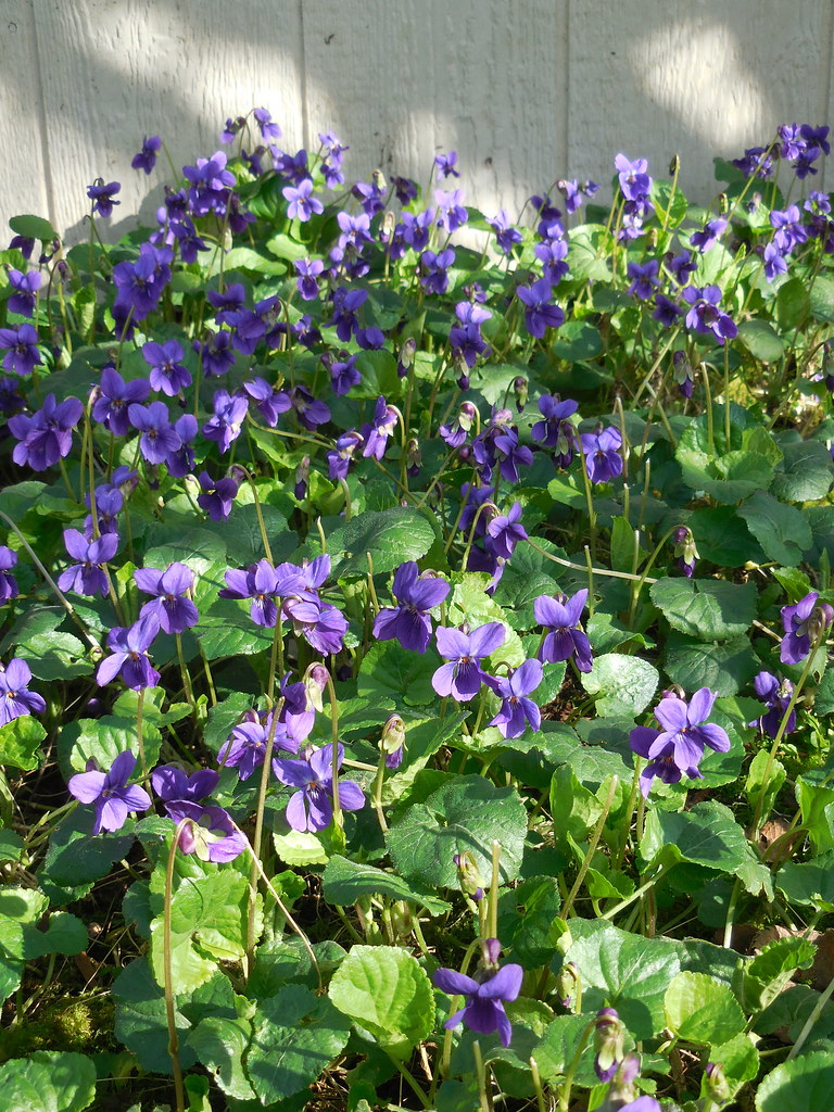 Sweet Violets Diane Lauridsen Flickr