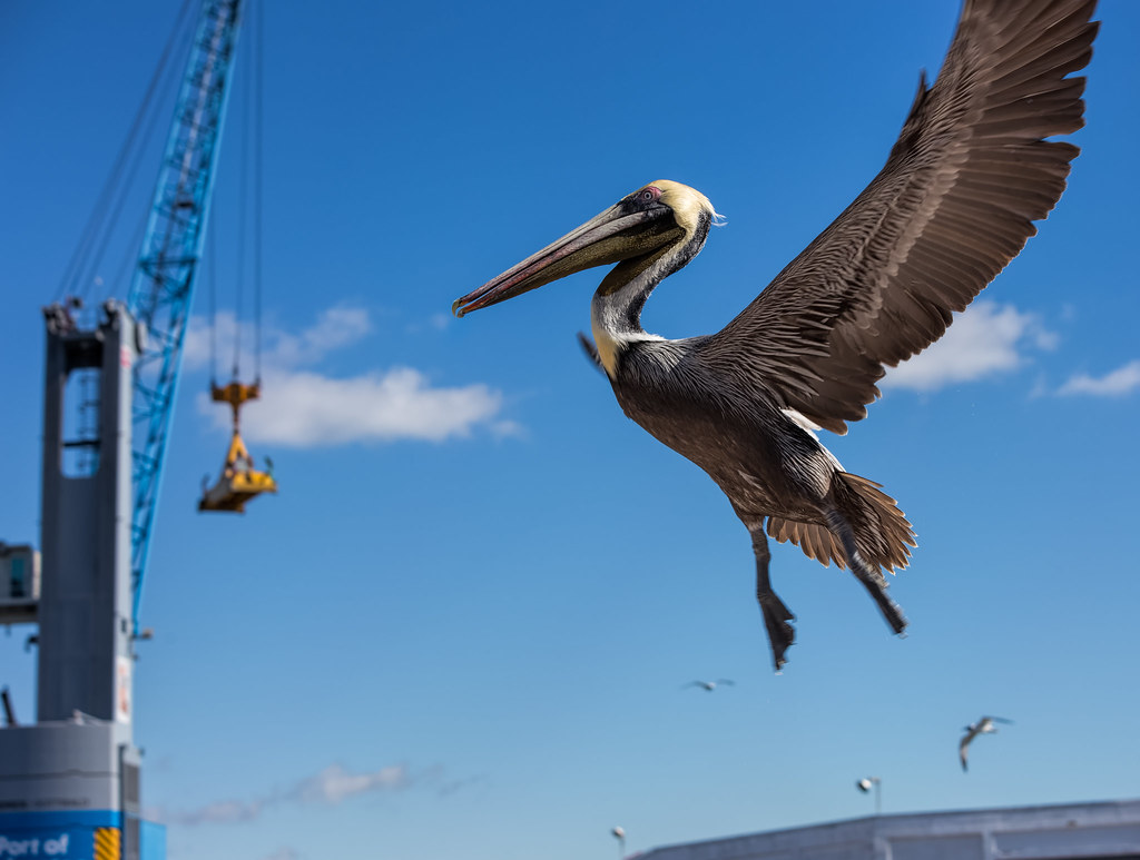 Pelican and Crane Shot taken in Galveston, Texas. Steve Lange Flickr