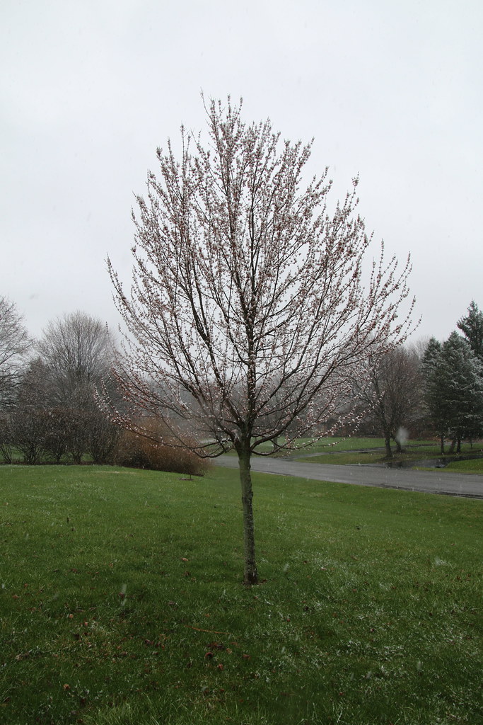 Trees Budding in Saline Already??? Nope its snow. Early … Flickr
