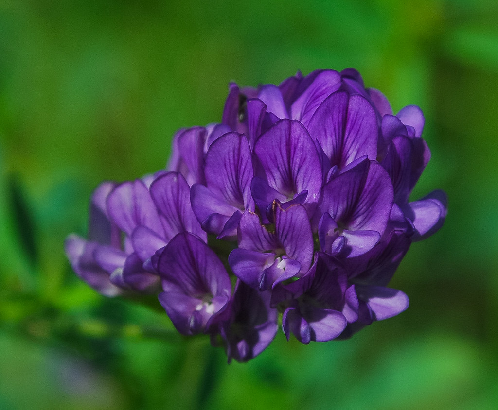 Alfalfa (Medicago sativa) Muir Park Wisconsin State Natura… Flickr