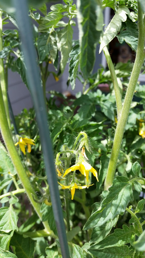 Tomatoesblooms! I planted these by burying the guts of so… Flickr