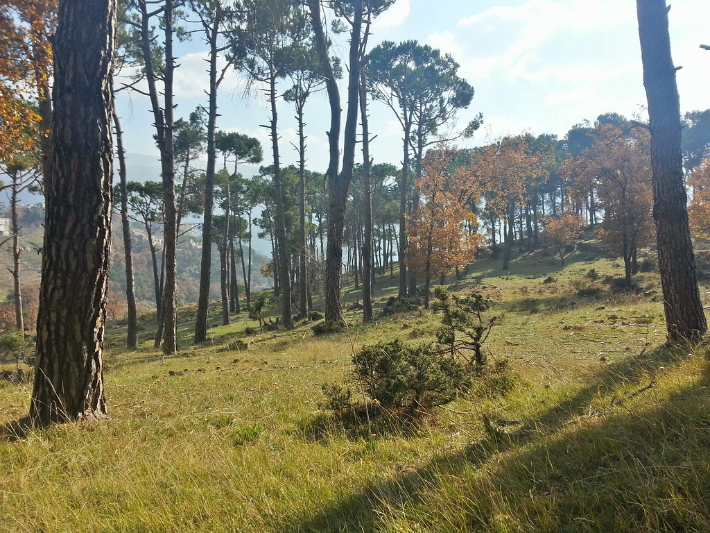 Bois des pins beautiful pine trees near lebanese village … Flickr