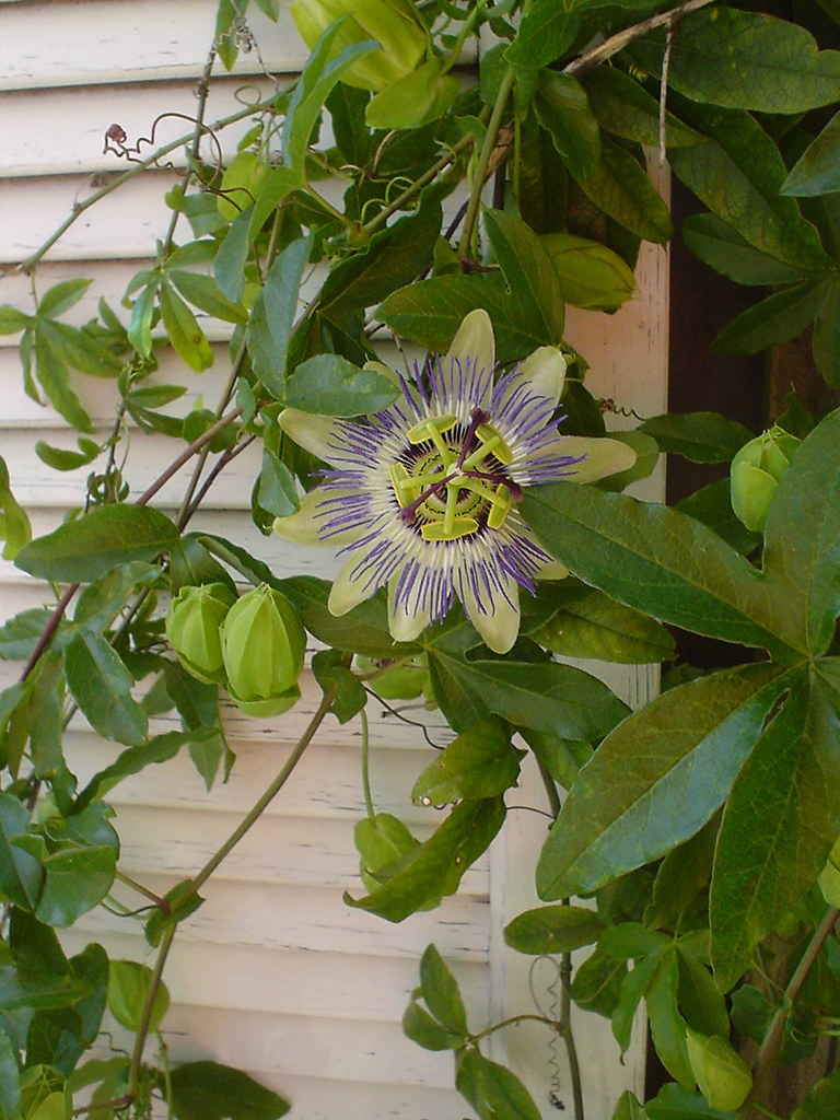 Passion flower growing Sassy Gardener Flickr