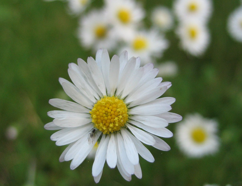 Daisy, daisy how does your garden grow? Daisies in the gra… Flickr