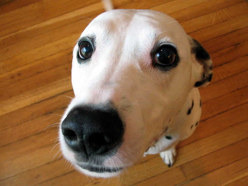 My Dog My house This is my dog MAC... Este es mi perro M… Rolando