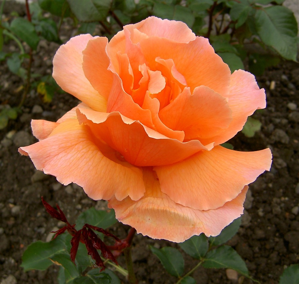 In the Spring the Rose... "Some say love it is a r… Flickr