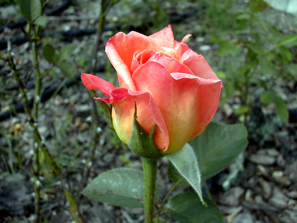 Rose Bud Rose bud from my dad's rose garden outside my par… Flickr