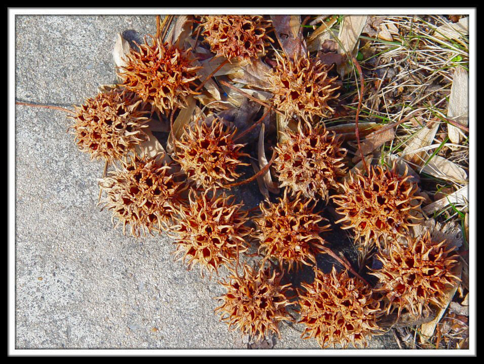 Seeds of Change Some sort of tree seeds, gathered on the s… Scott