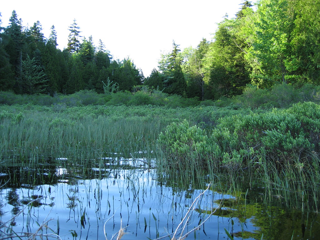 North Marsh The north end of Seal Cove Pond has a marsh Sam Felder