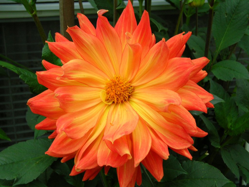 Dahlia (dinner plate size) CeeCeeDotCa Flickr