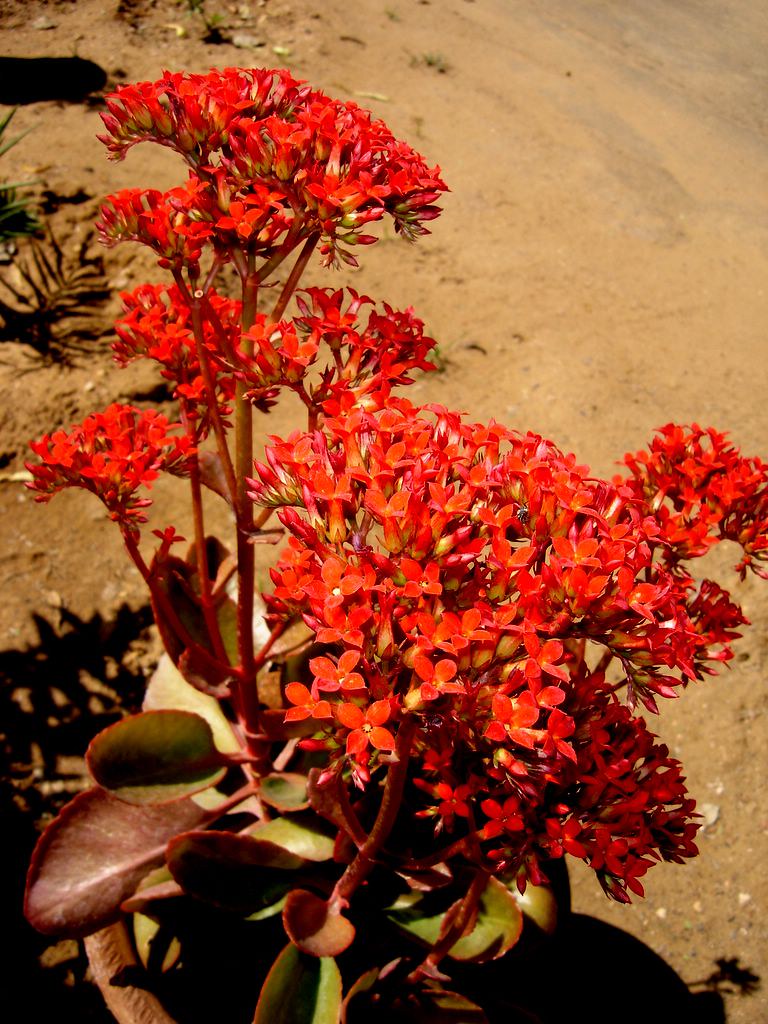 Bryophyllum flowers 02 Tarun Kant Flickr