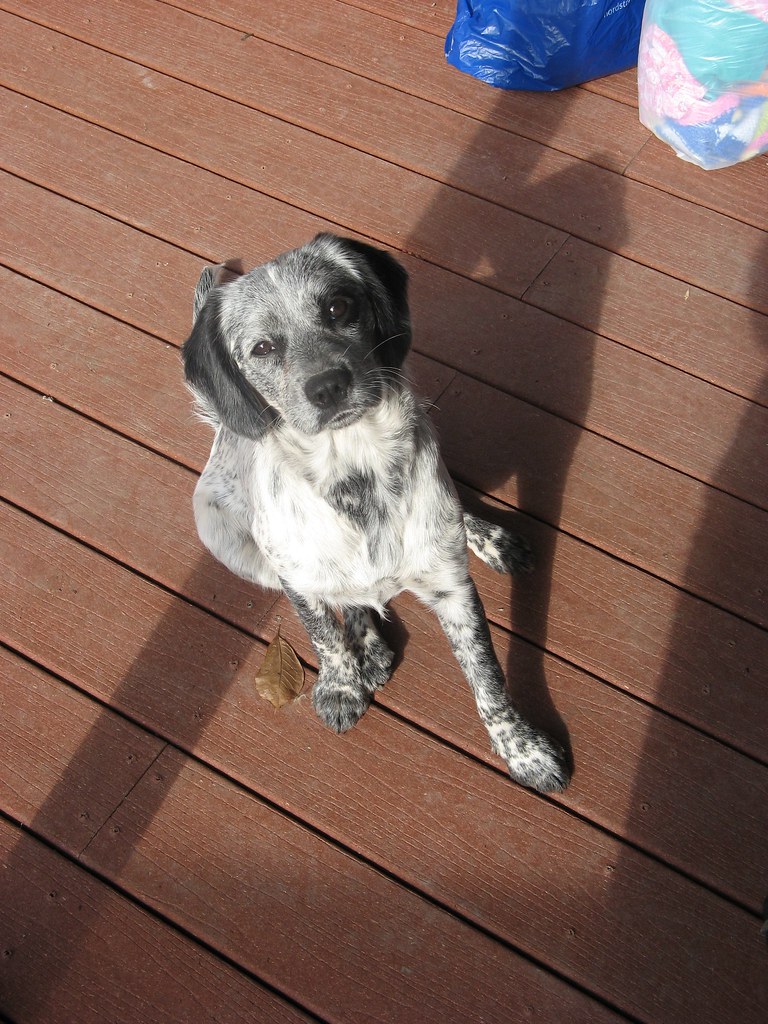 Luna Cocker Spaniel/Australian Cattle dog mix puppy Flickr