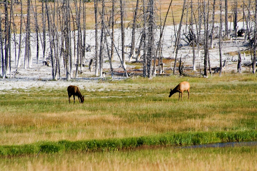 Breakfast in Yellowstone Yellowstone National Park, July 2… Flickr