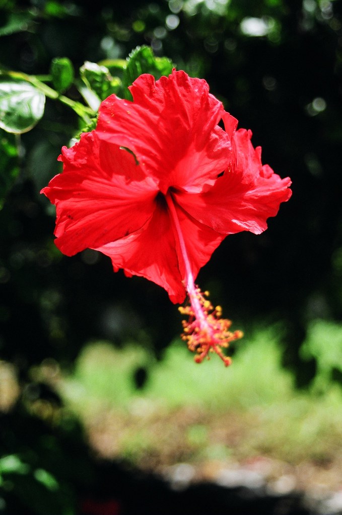 Hibiscus flower, Yoronto, Okinawa Tropical plants grow al… Flickr