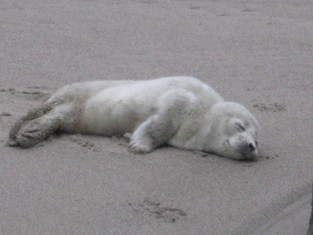 Baby Seal Lincoln City, OR Baby seal asleep on the beach… Flickr