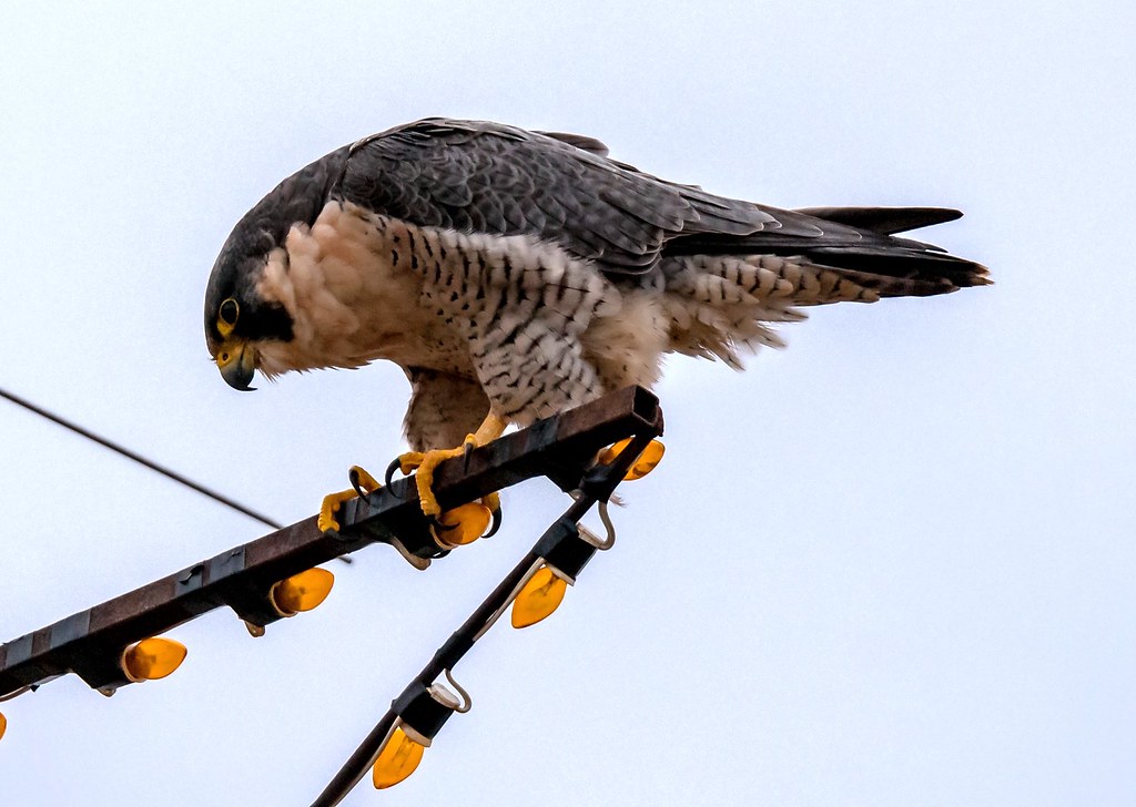 Peregrine Falcon Jones Beach,Long Island NY john.blake89 Flickr