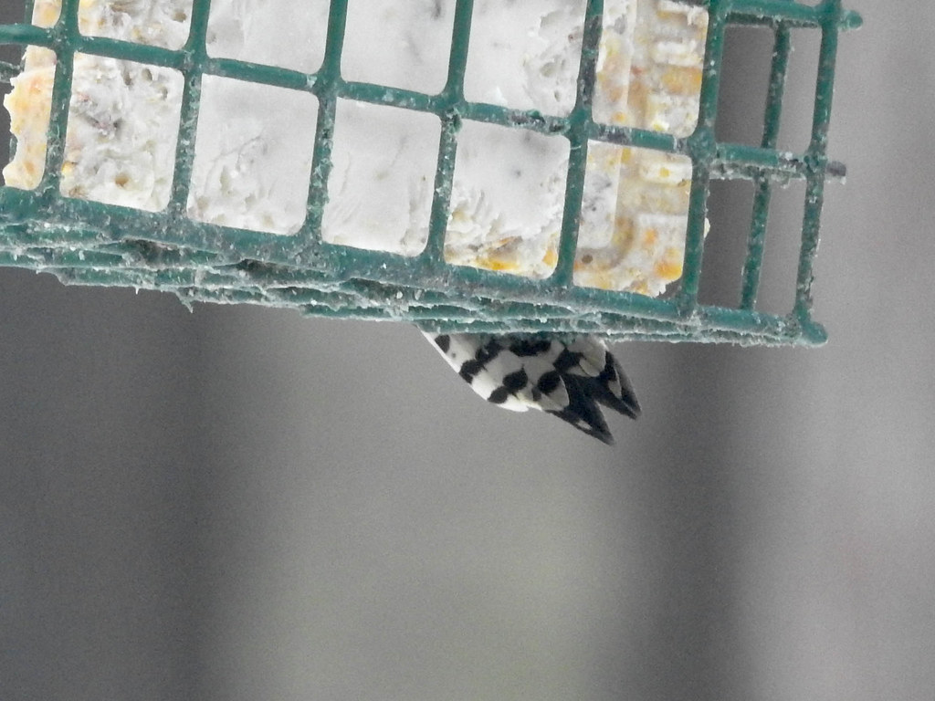 DSCN4010.jpg downy woodpecker, male, sanctuary, wilber tow… Flickr