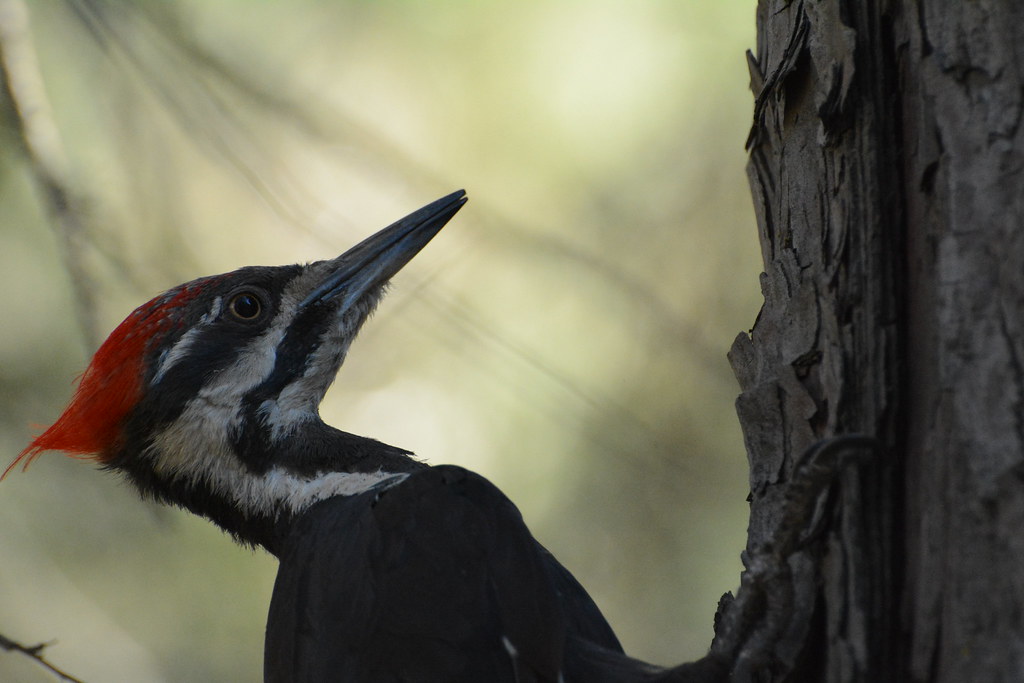 Acorn Woodpecker in Yosemite National Park Find more infor… Flickr