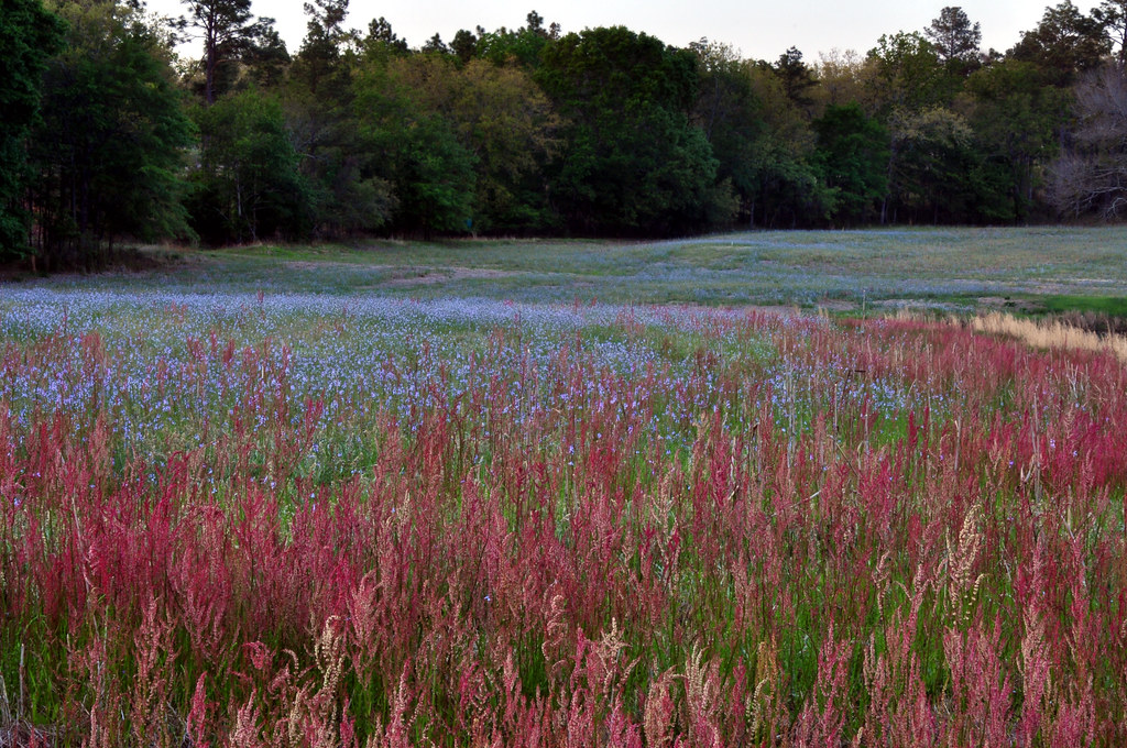 Wild Flowers South Carolina Meadow Rusty4344 Flickr
