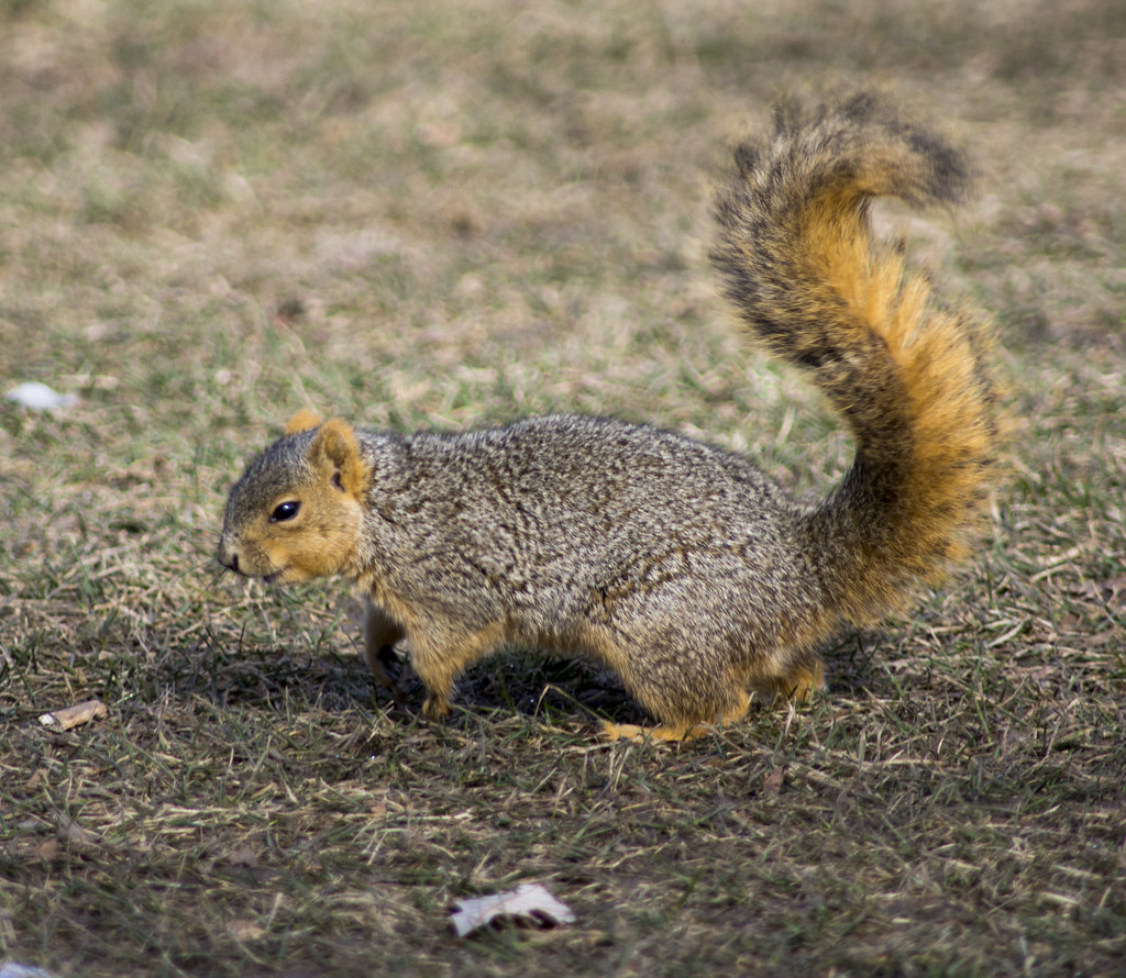 Urban Squirrel Living in town doesn't afford many opportun… Flickr
