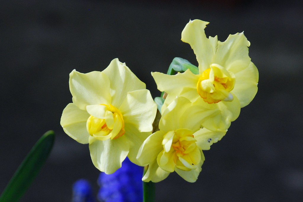 Gloucester, 28 Nine Elms Road 3headed daffodil Gloucest… Flickr