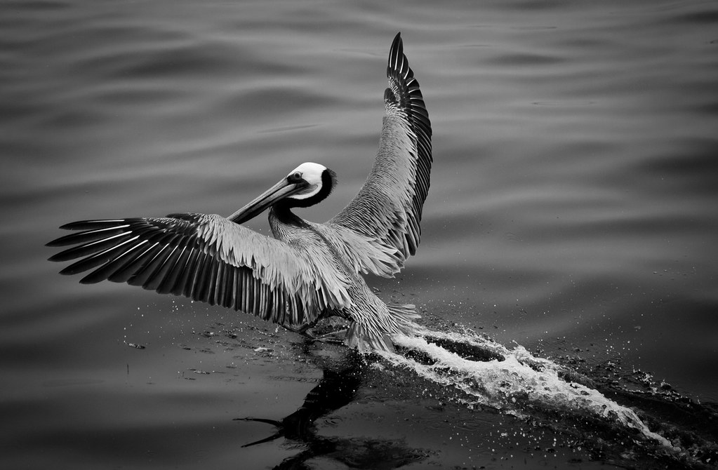 Pelican Landing Captured this while ocean fishing. 1/4000 … Flickr