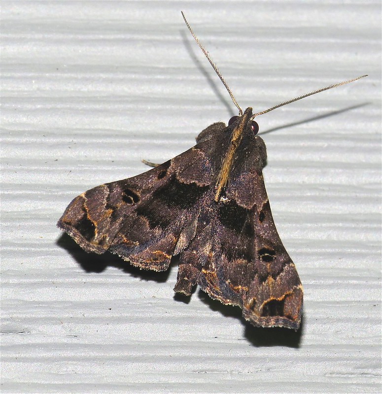 Litter moths 2 Flickr