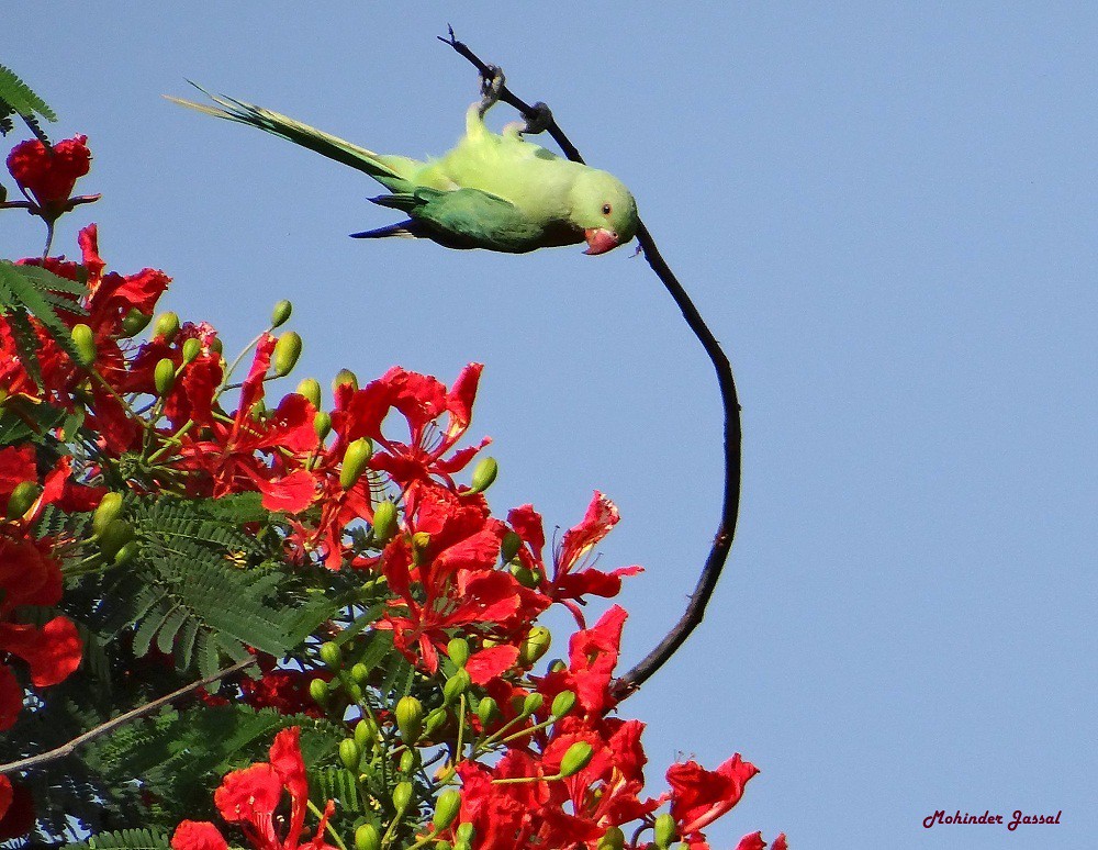 Female Indian Ringneck.........The Acrobat Indian Ringneck… Flickr