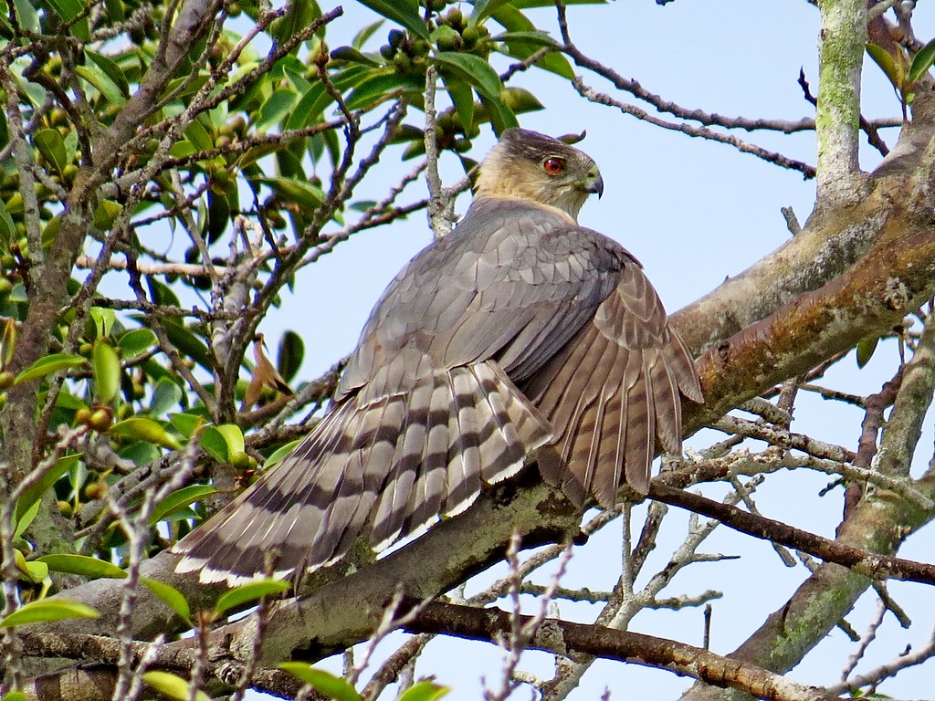 Cooper's Hawk, San Diego, CA 3/6/16 Location = Liberty Sta… Flickr
