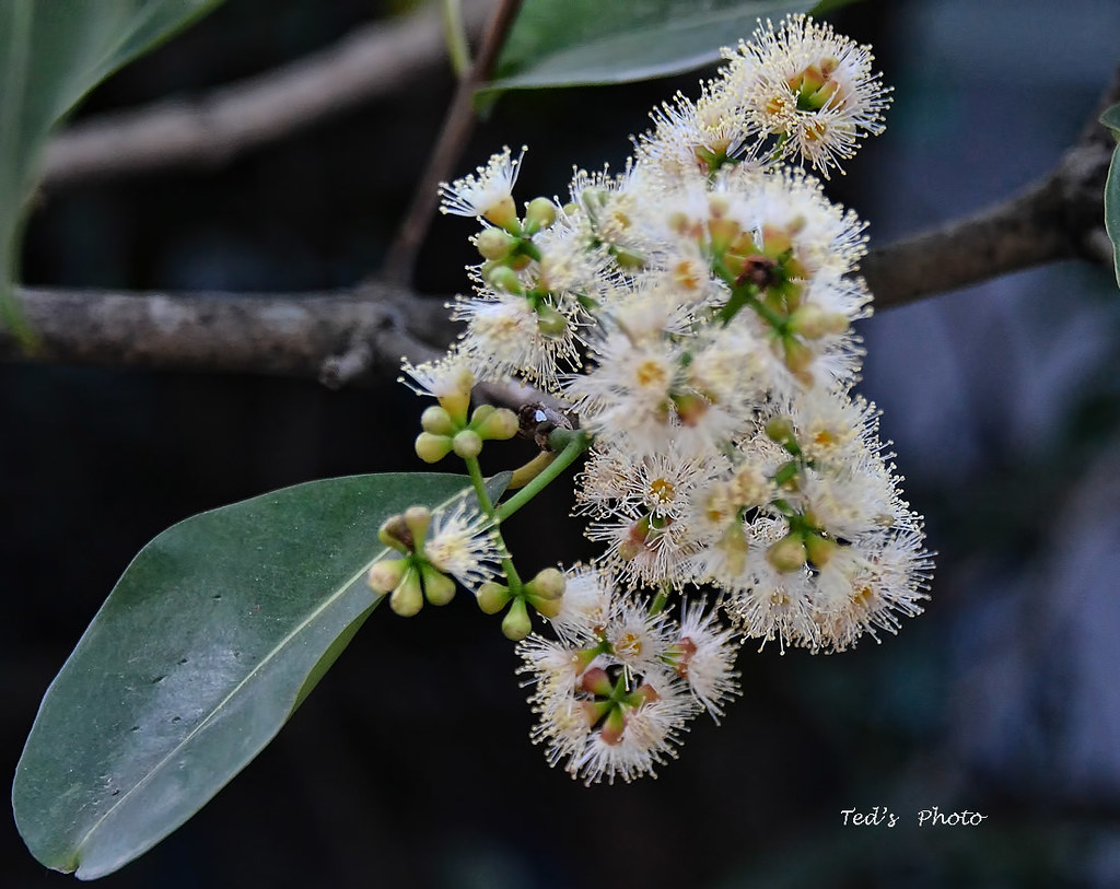 English Black plum, java plum Tagalog Duhat A duhat tre… Flickr