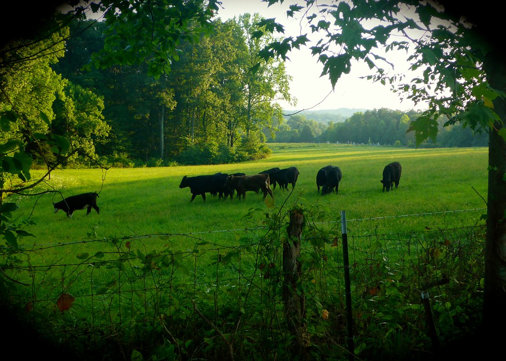 Bean Blossom, Indiana Bean Blossom Blues Fest Every August… Flickr