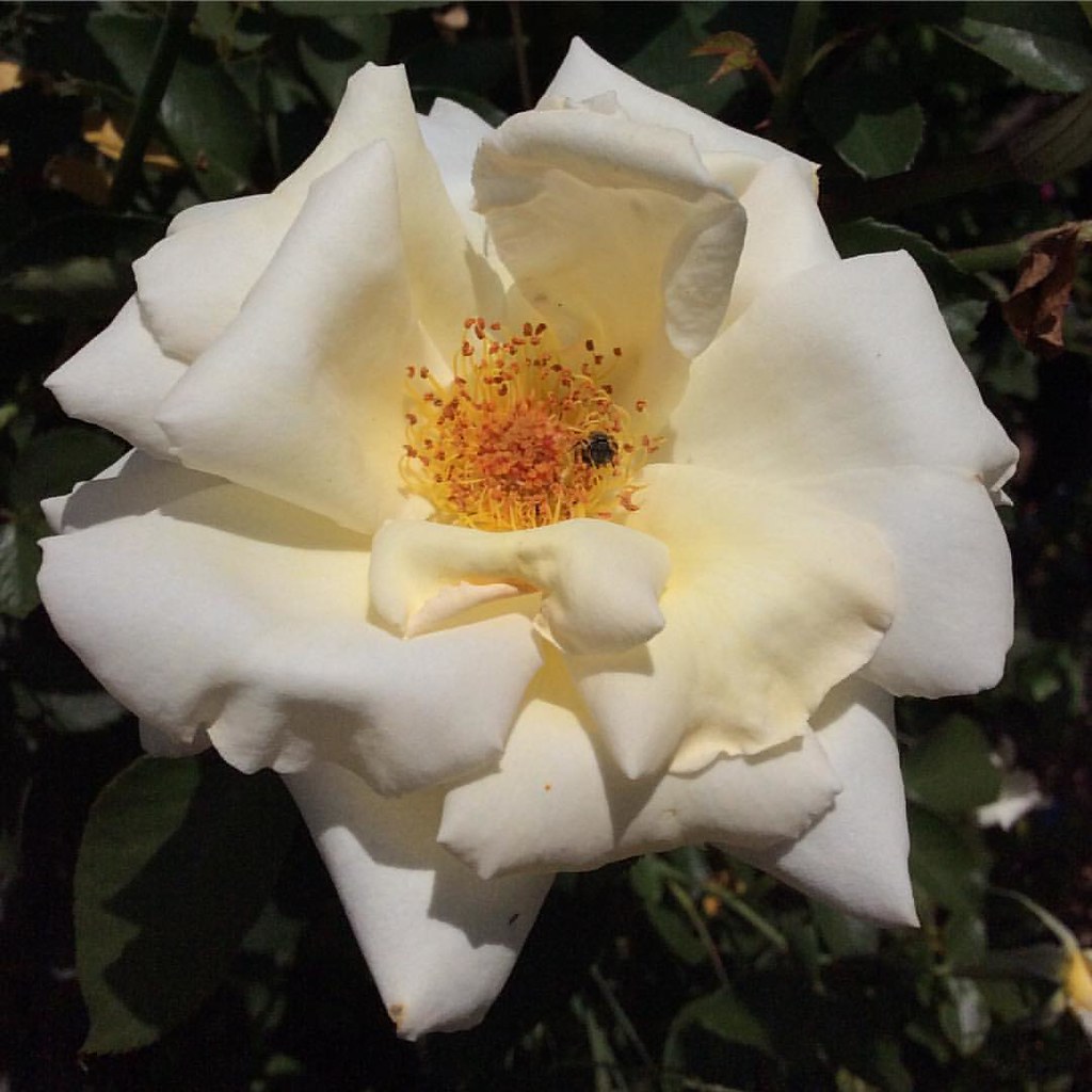 Pale peach rose bloom peace patio potted rose garden … Flickr