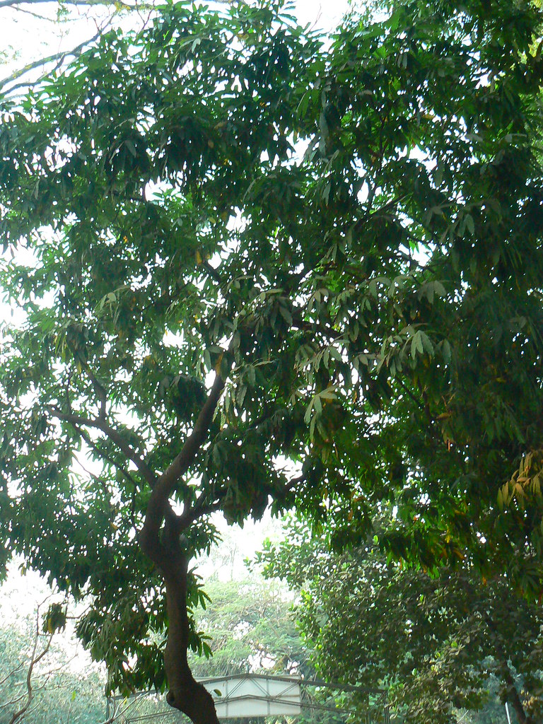 Ashoka tree a photo on Flickriver