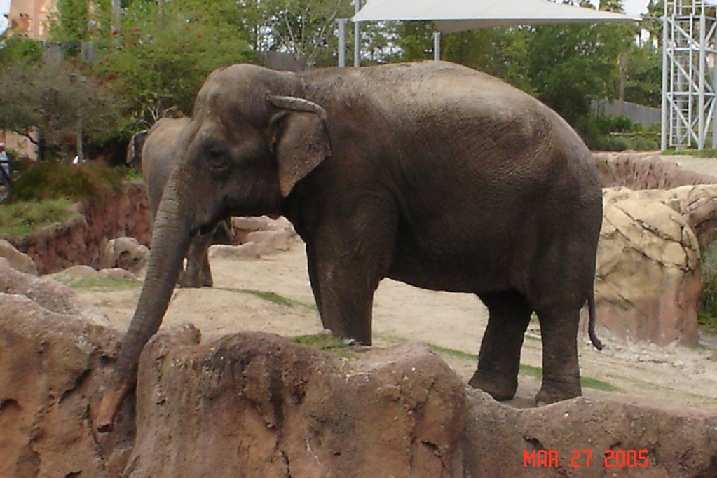 Elephant at Busch Gardens 2005 kurtbaum Flickr