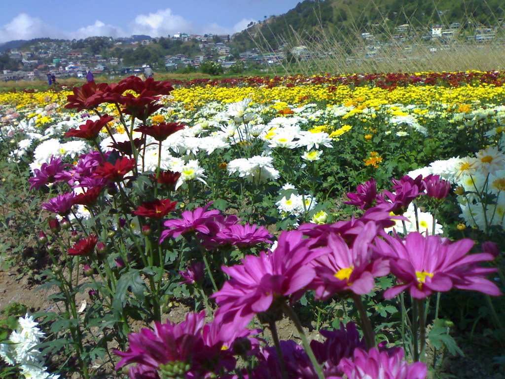 La Trinidad Benguet flower farm Ermelo Villareal Jr. Flickr