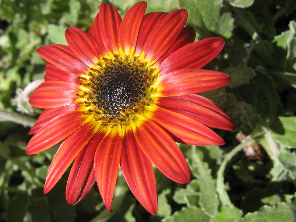 flor roja Una flor parecida a una margarita. Suelen poner … Flickr