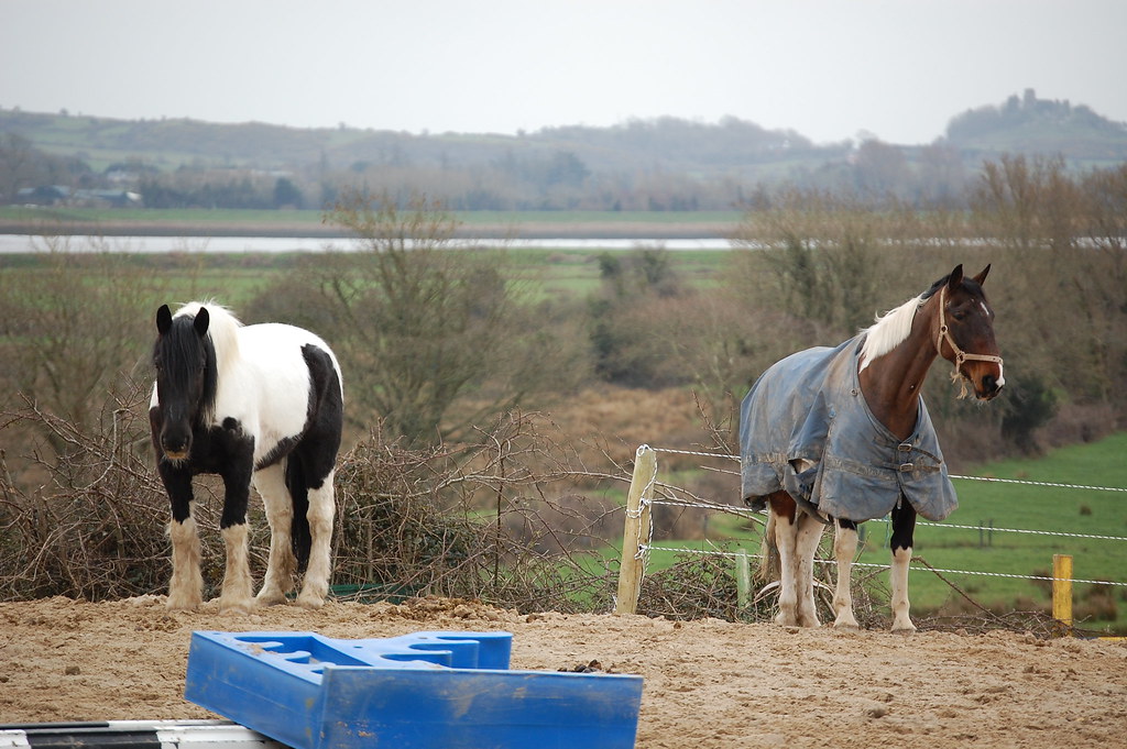 Limerick Horses Nicola Corboy Flickr