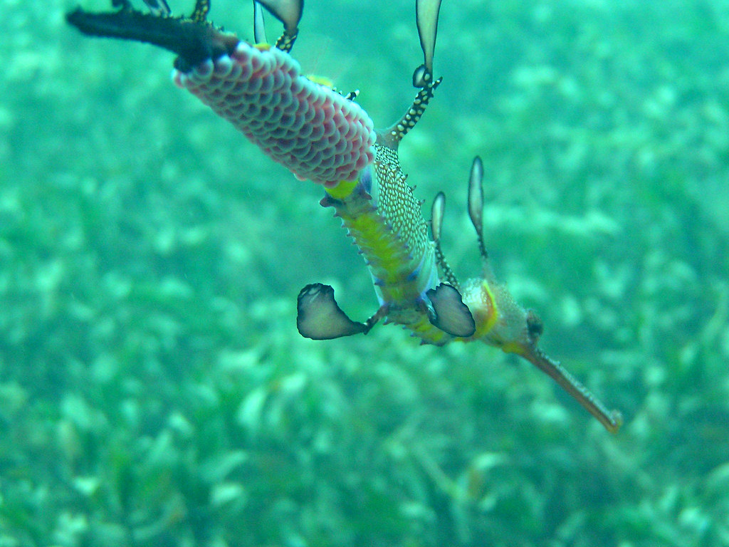 Sea Dragon with eggs Paul's pic Anita Ellis (Kizmann) Flickr