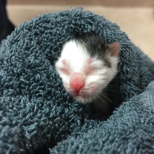 If people desexed their cats, then we would not have so ma… Flickr